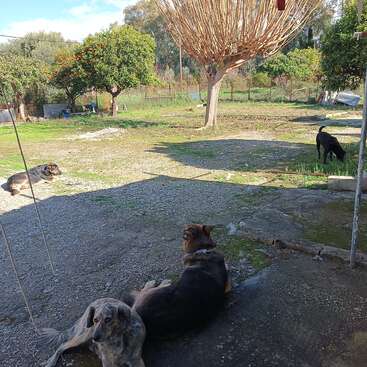 Trois chiens se détendent dans une cour spacieuse et ensoleillée, parsemée d'arbres et de verdure. Un chien est couché tout près, un autre est plus éloigné et le troisième explore les lieux avec curiosité.
