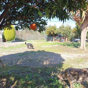 Dos perros deambulan por un jardín soleado. Un naranjo cuelga sobre sus cabezas, proyectando sombras. La hierba verde, las naranjas esparcidas y el cielo azul brillante crean una atmósfera tranquila.
