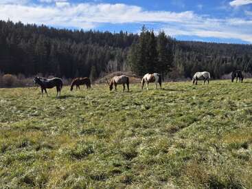 Seven horses graze peacefully on a grassy field under a bright sky, surrounded by dense green pine forest and rolling hills, creating a serene rural landscape.