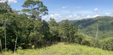 Cette image montre une forêt verdoyante avec de grands arbres, une végétation dense et des montagnes en arrière-plan, sous un ciel bleu vif avec des nuages épars.