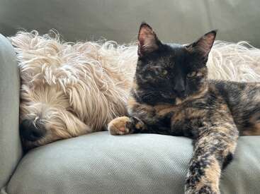 A fluffy white dog sleeps peacefully on a couch, while a relaxed tortoiseshell cat lounges next to it, gazing calmly at the camera, exuding comfort.
