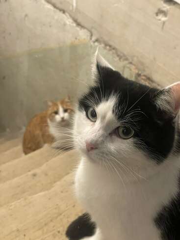 A black and white cat sits on concrete stairs, looking into the camera. An orange and white cat is in the background, both in a dimly lit area.