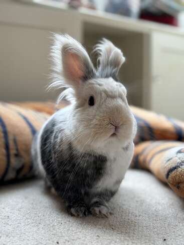 A fluffy, gray and white rabbit with tufted ears sits alertly on a carpet. Soft blankets with stripes are in the background, creating a cozy atmosphere.