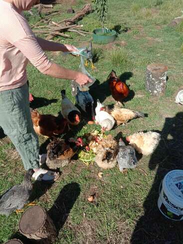 Uma pessoa vestindo camisa listrada e calça verde está alimentando um grupo de galinhas ao ar livre. As galinhas estão comendo restos em um terreno gramado sob a luz do sol.