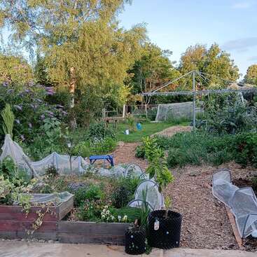 Um exuberante jardim no quintal com canteiros elevados, redes de proteção sobre as plantas, árvores, um caminho, um banco azul, ferramentas de jardinagem e um varal rotativo sob um céu limpo.