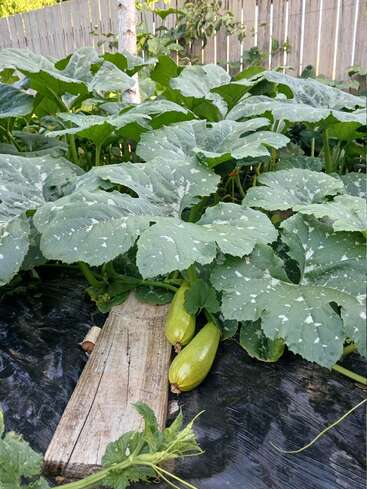 De grandes courgettes saines aux larges feuilles vertes poussent dans un potager. Deux courgettes vert clair reposent sur une planche de bois usée par les intempéries, sous le feuillage.
