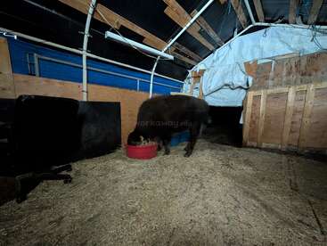 A bison stands inside a makeshift barn, eating from a red container. The barn has wooden walls, tarps, and exposed beams, giving a rustic appearance.