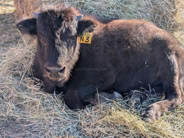 A young bison with a yellow ear tag labeled "N3" is lying on a bed of dry hay, peacefully resting and looking directly at the camera.