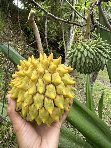 Eine Hand hält eine einzigartige, stachelige gelbe Frucht mit spitzen Segmenten. Dahinter hängt eine grüne, unreife Version der gleichen Frucht an einem Ast.