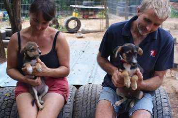 The image shows a group of dogs, likely a litter of puppies, sitting in a fenced area with a wooden fence, surrounded by green grass and trees.
