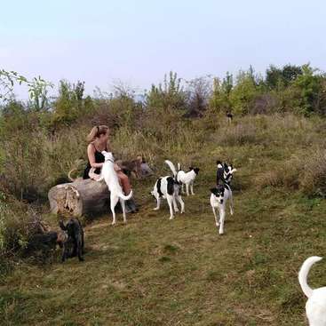 Une femme est assise sur un rondin, entourée d'une meute de chiens, dans un champ herbeux parsemé de buissons et d'arbres, sous un ciel bleu limpide.