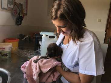 The image shows a woman in a white lab coat holding a small brown puppy wrapped in a pink towel, likely in a veterinary setting.