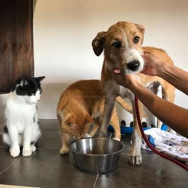 The image depicts a dog and two cats in a room, with a person\'s hand gently touching the dog\'s face, accompanied by a bowl on the floor.