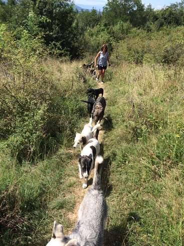 A woman walks a line of dogs on a narrow path through tall grass and bushes, surrounded by trees and a mountain in the distance.