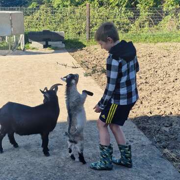 Ein Junge in Stiefeln und einer karierten Jacke interagiert mit zwei Ziegen. Eine Ziege steht auf ihren Hinterbeinen und greift nach einem Ast. Eine sonnige Umgebung im Freien.