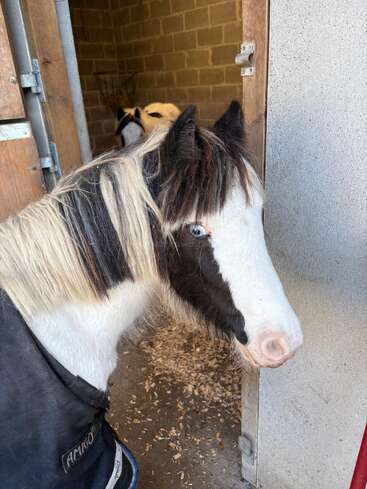 Ein schwarz-weißes Pony mit blauen Augen steht in einer Stalleinfahrt. Im Hintergrund ist ein weiteres Pony zu sehen. In der Box liegen Holzspäne auf dem Boden.