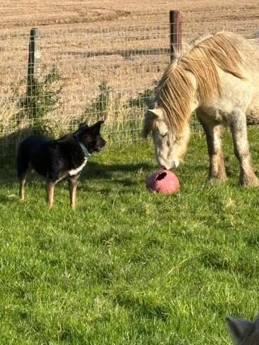 Ein Hund und ein Pony stehen auf grünem Gras, in der Nähe eines Zauns. Das Pony erforscht mit seiner Nase einen roten Ball, während der Hund neugierig zuschaut.