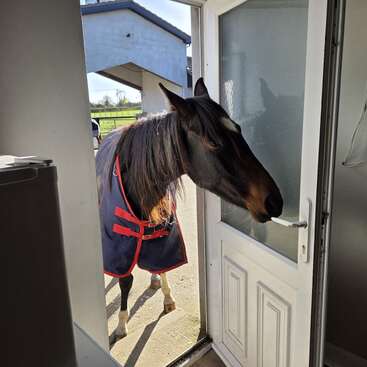 Ein Pferd mit einer blau-roten Decke steht vor einer offenen Tür und schaut neugierig hinein. Das Sonnenlicht erhellt die Szene und schafft eine warme, einladende Atmosphäre.