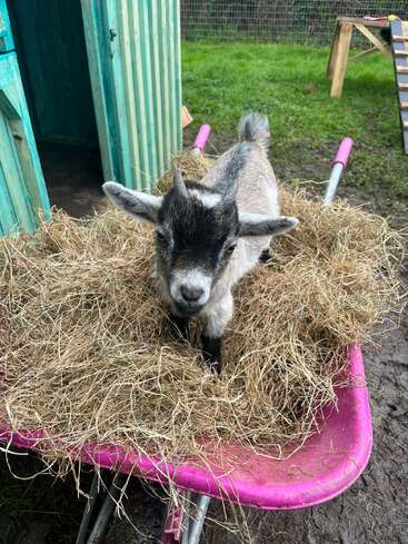 A young goat stands on a pile of hay inside a bright pink wheelbarrow, near a green wooden shed, with grass and mud surrounding the area.
