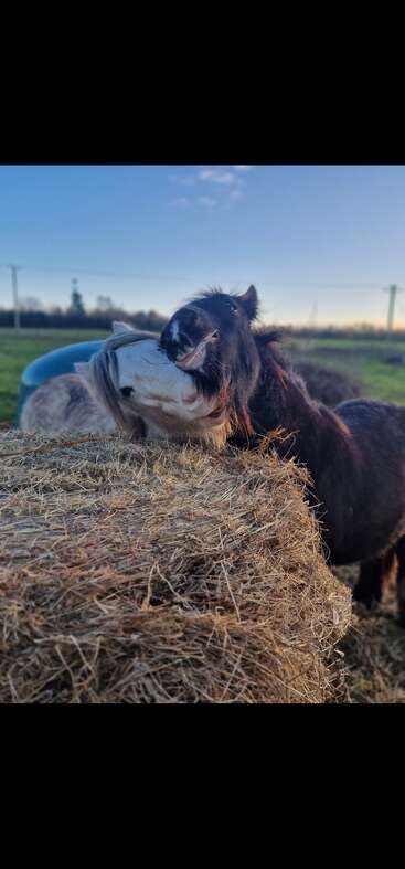 Two playful ponies, one white and one dark brown, nuzzle affectionately over a large hay bale in a green field under a clear blue sky.