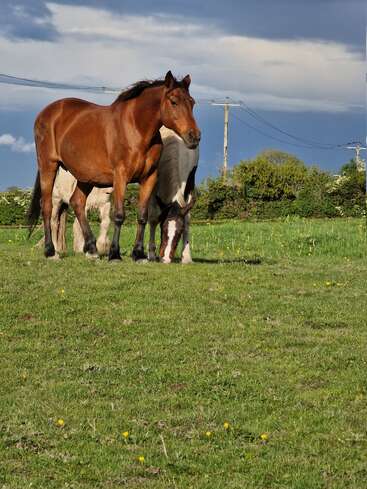 Two horses stand closely together on a grassy field dotted with yellow flowers. Power lines and trees are visible under a partly cloudy dramatic sky. Peaceful scene.