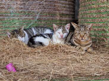 Three content cats are cozily nestled together on a bed of hay, eyes closed and relaxed. Behind them are stacked bales of hay, with a pink cap.