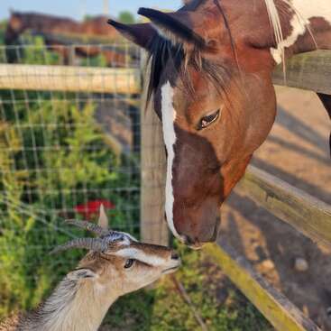 A brown horse and a goat share a gentle moment by a wooden fence on a sunny day, with lush greenery and another horse in the background.