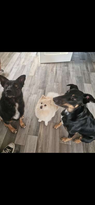 Three adorable dogs sit attentively on a grey-tiled kitchen floor, gazing upward. The dogs are cute, alert, and show great anticipation. Cozy indoor scene.