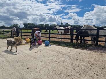 A sunny day on a farm: two playful dogs, a person arranging colorful balls, and several horses graze behind a wooden fence under a partly cloudy sky.