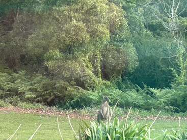 A kangaroo stands quietly on green grass, surrounded by lush ferns and dense bushland. Sunlight filters through the trees, creating a peaceful, natural Australian scene.