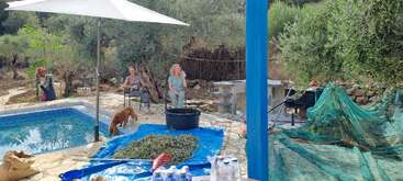 Two women sit by a pool under an umbrella with a dog nearby. Olive branches lay on tarps, surrounded by tools, bottles, and an outdoor setting.