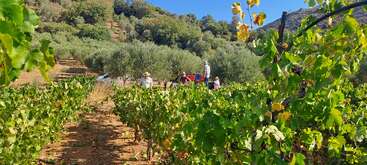 This image shows a lush vineyard on a sunny day. Several people are working among grapevines, surrounded by trees and hills, harvesting grapes into crates.