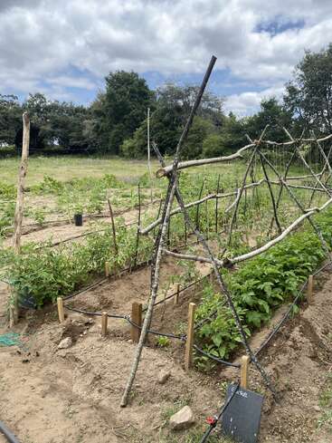 Das Bild zeigt einen Garten mit einem Spalier aus Stöcken, mit Pflanzen und einem Schlauch vor einem Hintergrund aus Bäumen und einem bewölkten Himmel.