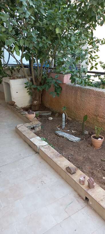 Un pequeño jardín con un frondoso árbol, varios cactus, macetas, piedras y ladrillos. La zona está delimitada por baldosas, con un muro de hormigón detrás.