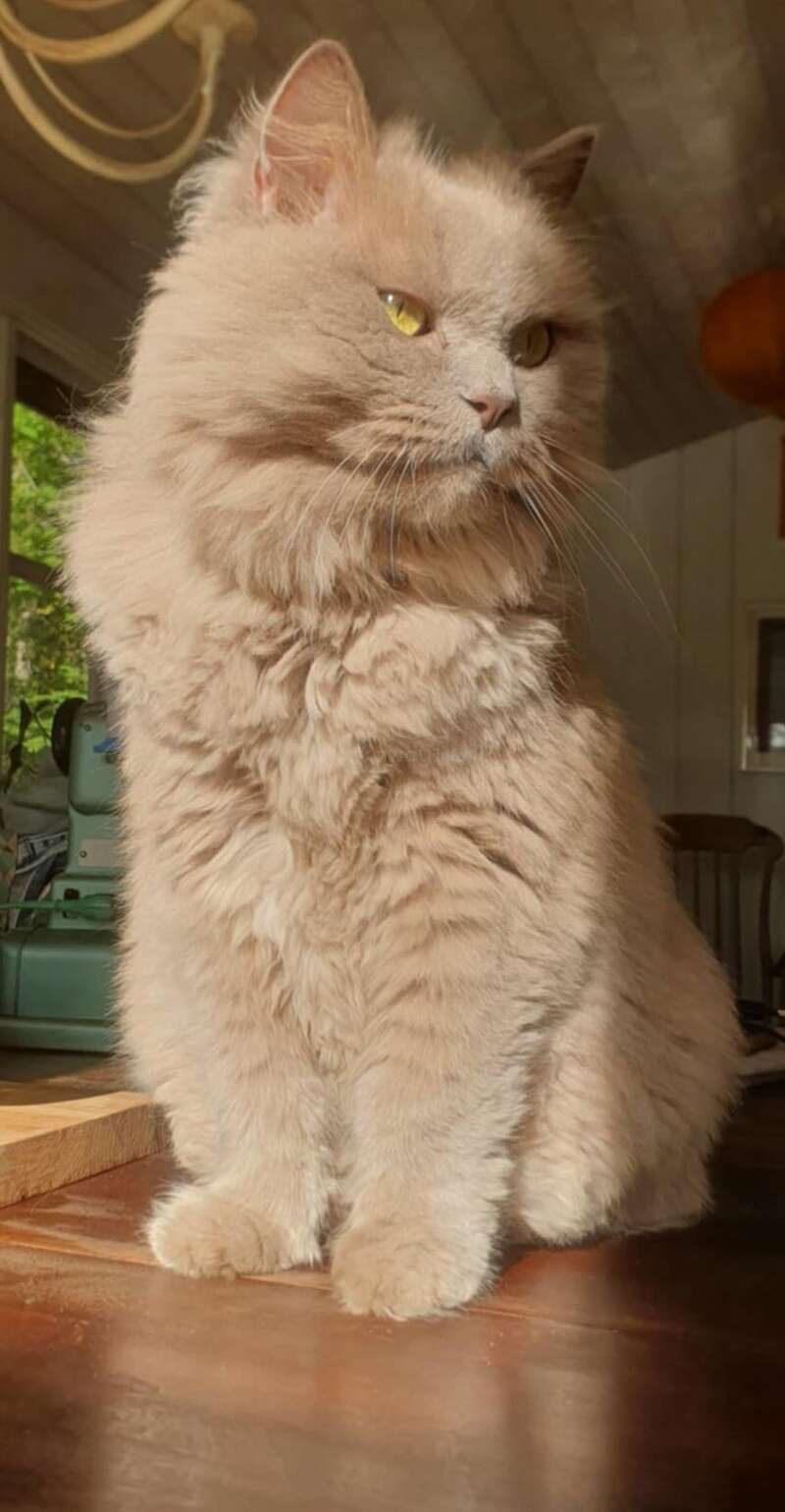 Un esponjoso gato de color crema se sienta orgulloso sobre una superficie de madera, iluminado por el sol y regio, con penetrantes ojos amarillos y un lujoso y suave pelaje en una acogedora habitación.