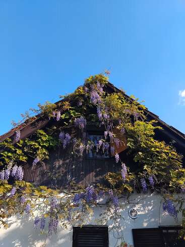 A charming house with a dark wooden gable is covered in lush green vines and cascading clusters of purple flowers, set against a clear blue sky.
