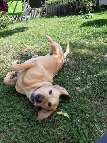 Un chien jaune heureux est couché sur le dos dans l'herbe. Le linge est étendu à proximité, la lumière du soleil et les ombres remplissent la scène de l'arrière-cour clôturée et confortable.