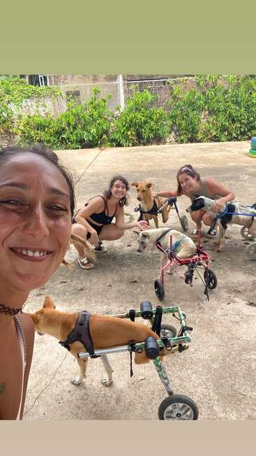 Tres mujeres sonríen con varios perros felices en sillas de ruedas al aire libre. La escena es cálida y alegre, y pone de relieve la compasión y el cuidado de estos animales con necesidades especiales.