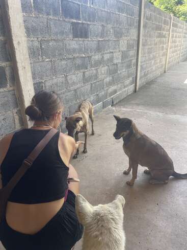 Una mujer con un top negro está arrodillada, interactuando con tres perros en un suelo de cemento junto a una pared de bloques. Los perros parecen atentos y curiosos.