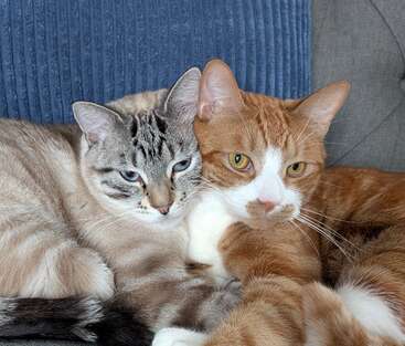 Two cats, one with orange and white fur and the other with gray tabby markings, are snuggled closely together on a cozy couch.