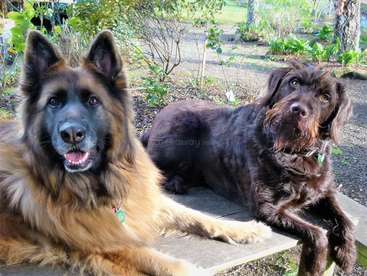 La imagen muestra a dos perros, un pastor alemán y un perro marrón, tumbados en un banco de madera en un jardín, con el pastor alemán a la izquierda y el perro marrón a la derecha.