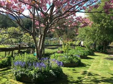La imagen representa una serena escena de jardín con un cerezo en flor, arriates elevados y un exuberante césped verde, rodeado por una valla y un pintoresco paisaje.