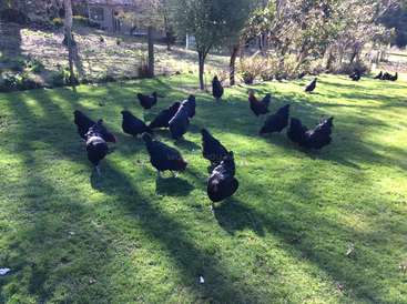 La imagen muestra una bandada de gallinas negras que deambulan libremente por un frondoso campo de hierba, con árboles y una casa visibles al fondo.