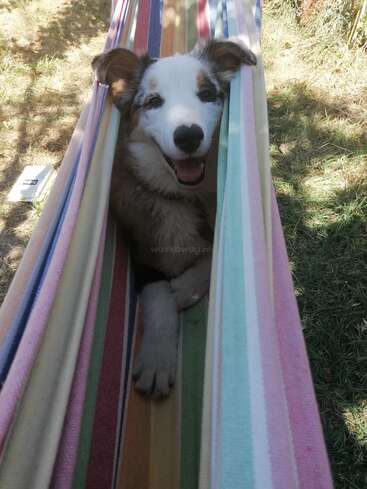 L'image représente un chien à la fourrure blanche et brune qui s'échappe d'un hamac multicolore, sur fond d'herbe.
