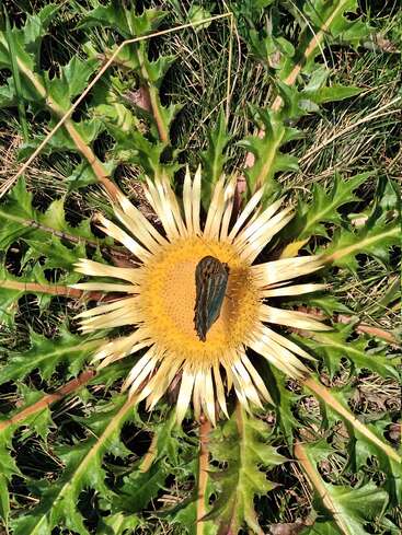 A large yellow flower with spiky green leaves lies flat on the grass, and a brown butterfly is resting on the flower's vibrant center.