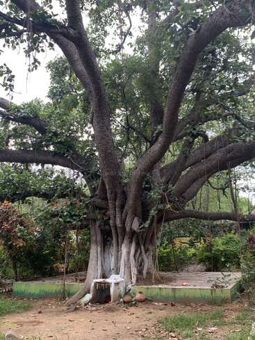 A large, ancient banyan tree with sprawling branches and aerial roots stands in a green garden. Small pots and a painted altar sit at its base.