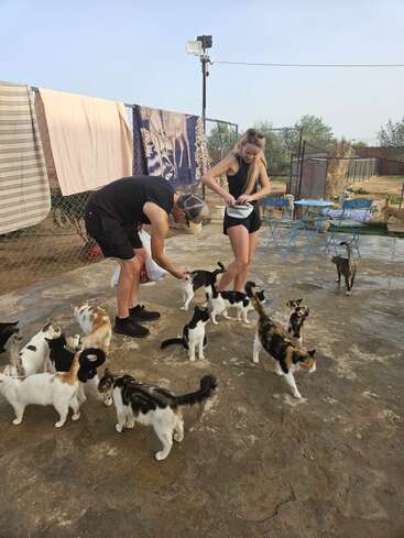 Un hombre y una mujer están alimentando a un gran grupo de gatos al aire libre. Están rodeados de muchos gatos. En una valla cercana cuelgan toallas.