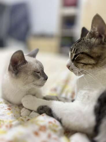 Dos adorables gatos se sientan juntos en una cama, tocándose suavemente las patas. Tienen los ojos cerrados, creando un momento de paz y afecto en un hogar acogedor.