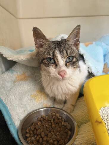 Un gato de aspecto cansado está sentado sobre una suave manta azul, parcialmente tapado. Delante hay un cuenco de comida seca para gatos y una caja de arena amarilla.