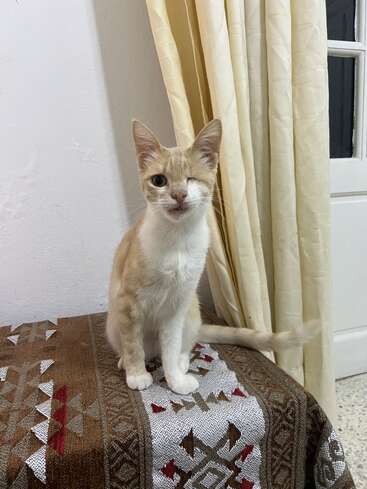 Un gato tuerto, marrón claro y blanco, está sentado sobre una tela marrón estampada, junto a unas cortinas de color crema, con una puerta y una pared blancas detrás.